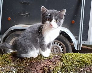 Verblijf 03827701 - Vakantiewoning Auvergne - Vakantiehuisje in Virlet