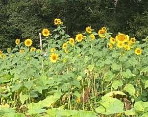 Verblijf 03827701 - Vakantiewoning Auvergne - Vakantiehuisje in Virlet