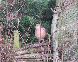 Vogel in de tuin van vakantiehuis Skries, Nes, Ameland, omgeven door natuur.