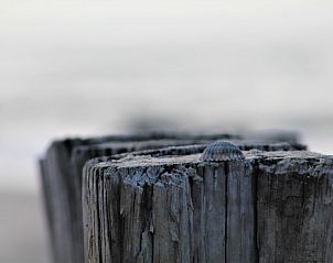 Close-up van houten paal met schelp bij het strand van Nes, Ameland, nabij Skries.