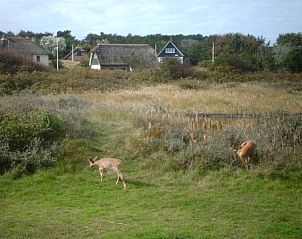 Wilde dieren in de buurt van Aurora vakantiehuis in Nes, Ameland, een natuurlijke omgeving.