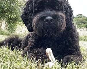 Hond geniet van de tuin bij Aurora vakantiehuis in Nes, Ameland, huisdiervriendelijk verblijf.