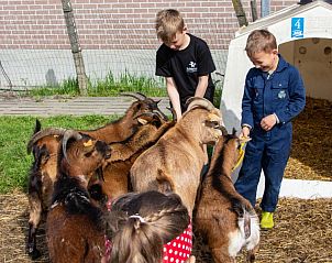 Kinderen verzorgen geiten op De Drieshoeve, vakantiehuis in Kasterlee, Antwerpen.