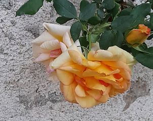 Unterkunft 04517510 - Ferienhaus Center - Huisje in Lignac