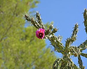 Verblijf 04614701 - Vakantiewoning Languedoc / Roussillon - Maison de vacances - VERGÈZE