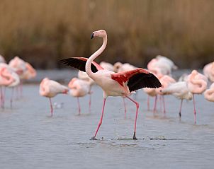 Unterkunft 04629174 - Appartement Languedoc-Roussillon - Appartement Résidence La Santa Maria