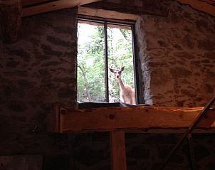 Unterkunft 04632204 - Ferienhaus Languedoc-Roussillon - Huisje in Mosset