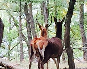 Unterkunft 04632204 - Ferienhaus Languedoc-Roussillon - Huisje in Mosset