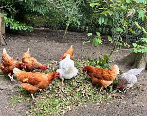 Verblijf 047002 - Vakantiewoning Antwerpen - Vakantiehuis in Grobbendonk