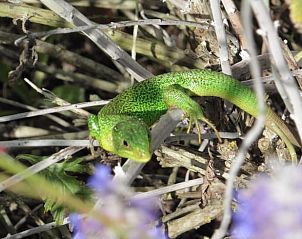 Verblijf 04726601 - Vakantiewoning Pays de la Loire - Huisje in Beauvoir sur mer