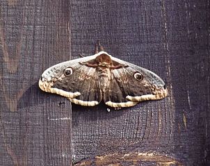 Verblijf 04726601 - Vakantiewoning Pays de la Loire - Huisje in Beauvoir sur mer