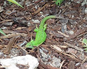 Verblijf 04726601 - Vakantiewoning Pays de la Loire - Huisje in Beauvoir sur mer