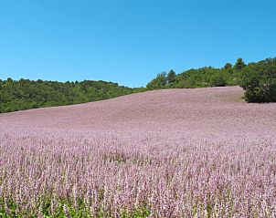 Unterkunft 04829806 - Ferienhaus Provence / Cote d'Azur - Vakantiehuis L'Amandier