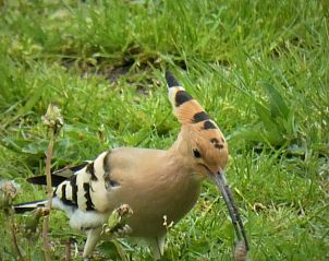 Unterkunft 04958101 - Ferienhaus Midi-Pyrenees - Vakantiehuis in Saint-Cirgues