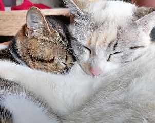 Guest house 04960402 - Holiday property Midi / pyrenees - Vakantiehuisje in le bas segala