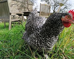 Guest house 04960402 - Holiday property Midi / pyrenees - Vakantiehuisje in le bas segala