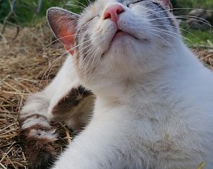 Guest house 04960403 - Holiday property Midi / pyrenees - Vakantiehuis in Le Bas Segala