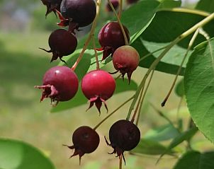 Guest house 04960403 - Holiday property Midi / pyrenees - Vakantiehuis in Le Bas Segala