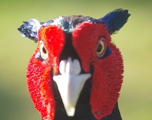 Guest house 050135 - Holiday property Schiermonnikoog - Louwtjesduin Oost