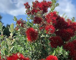 Guest house 0504324 - Holiday property Corsica - Senteurs du Maquis