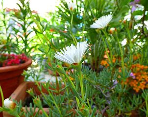 Verblijf 0515214 - Vakantiewoning Costa de la Luz - Hostal Campo Nuevo