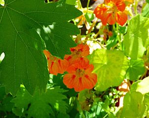 Verblijf 0515214 - Vakantiewoning Costa de la Luz - Hostal Campo Nuevo