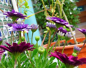 Verblijf 0515214 - Vakantiewoning Costa de la Luz - Hostal Campo Nuevo