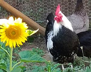 Verblijf 05417801 - Vakantiewoning Aquitaine - Huisje in Saint Cirq Madelon