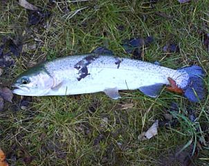 Verblijf 0589601 - Vakantiewoning Lotharingen - Huisje in Plainfaing