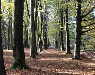 Guest house 060808 - Holiday property Friese bossen - Vakantiehuisje Gaasterland Oudemirdum