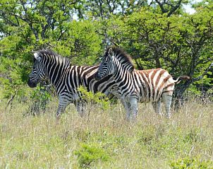 Verblijf 0626401 - Vakantiewoning Oost-Kaap - Premier Resort Mpongo Private Game Reserve