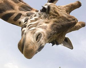 Verblijf 0626401 - Vakantiewoning Oost-Kaap - Premier Resort Mpongo Private Game Reserve