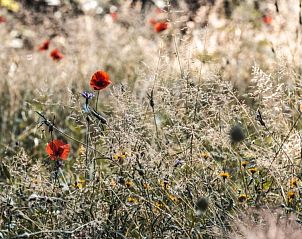 Wilde bloemen in de natuurlijke omgeving van PIPOWAGEN vakantiehuis, Wodecq, Henegouwen, Belgi.