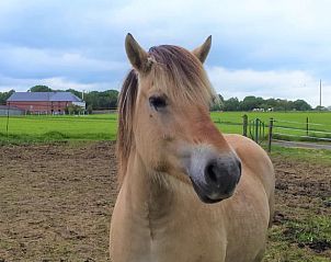 Guest house 0748701 - Holiday property Hainaut - Huisje in Froidchapelles