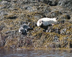 Verken de natuurlijke schoonheid rond Lya's vakantiehuis in Eyeries, Zuid-West-Ierland, waar zeehonden rusten op de kust.