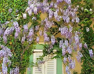 Flowering wisteria at the window of Chteau de la Barbiere, vacation home in Bouillon, Ardennes.