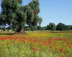 Guest house 0850508 - Holiday property Apulia / Puglia - Vakantiehuis in Ostuni