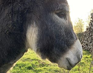 Verblijf 086703 - Vakantiewoning Ardennen (Namen) - Le Wagon