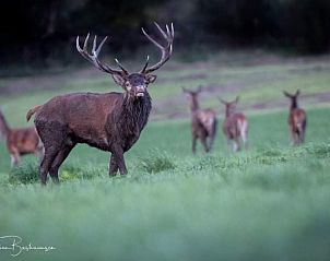 Guest house 0925594 - Chalet Luxembourg - La boverie vakantiepark