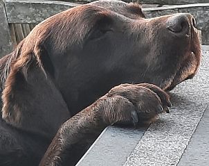 Pet friendly Gite Ardennais vacation home in Fraiture, Vielsalm, with relaxing dog on terrace in the Ardennes, Luxembourg, Belgium.