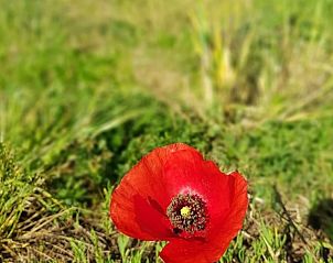 Natuurlijke schoonheid bij Casa Giglio, vakantiehuis te Castiglion Fiorentino, Toscane, met een klaproos in volle bloei.