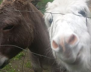 Guest house 09546002 - Holiday property Tuscany / Elba - Vakantiehuisje in Calci