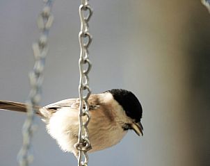 Verblijf 097524 - Vakantiewoning Ardennen (Luxemburg) - Gretu26