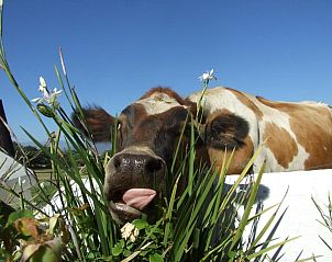 Guest house 10227201 - Holiday property West-Kaap - Under Oaks Guest House