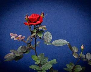 Verblijf 1026407 - Vakantiewoning Oost-Kaap - Sheilan House