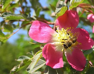 Verblijf 10414801 - Vakantiewoning Kvarner - Vakantiehuis Lady Lavender