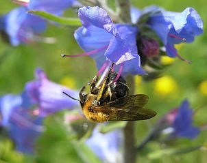 Verblijf 10414801 - Vakantiewoning Kvarner - Vakantiehuis Lady Lavender