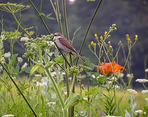 Verblijf 10414801 - Vakantiewoning Kvarner - Vakantiehuis Lady Lavender