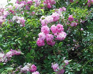 Verblijf 10514401 - Vakantiewoning Canarische Eilanden - Casa Rural Aborigen Bimbache