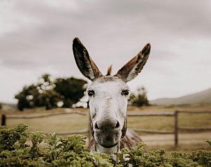 Verblijf 12527205 - Vakantiewoning West-Kaap - White Water Farm